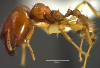 Media type: image;   Entomology 34422 Aspect: habitus lateral view